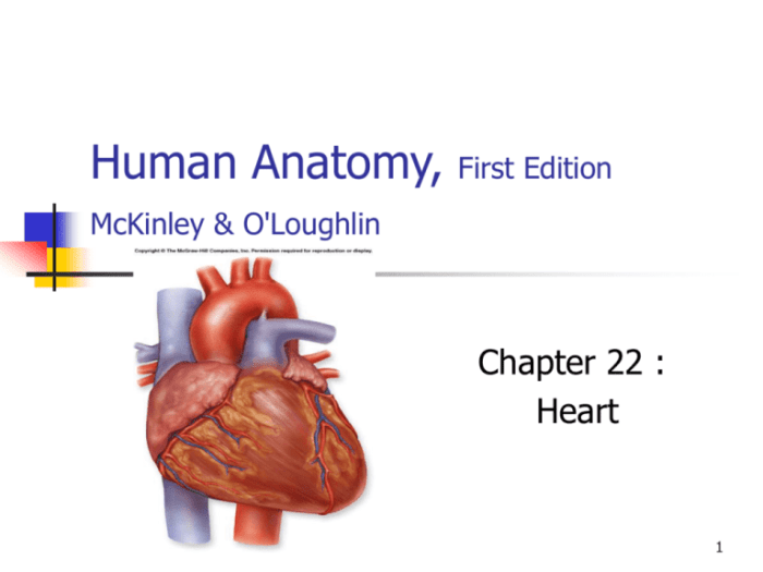 Mckinley human anatomy 6th edition pdf