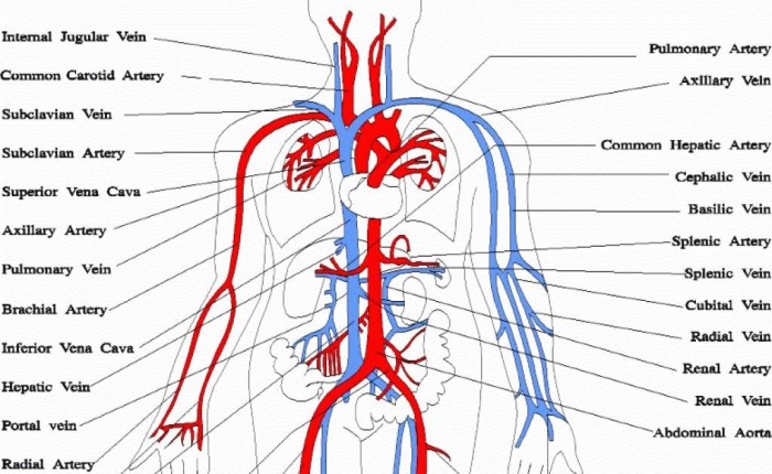 Major arteries of the body worksheet