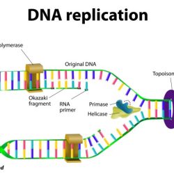 Dna replication webquest answer key