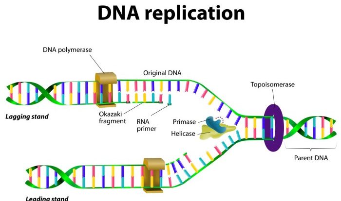 Dna replication webquest answer key