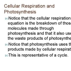 The circulatory system pogil answer key