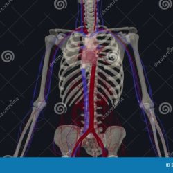 Veins arteries circulatory venous lymphatic physiology nervous circulation nursing science vein humano terminology artery kreislaufsystem medizin cardiovascular circulatorio coding systemic