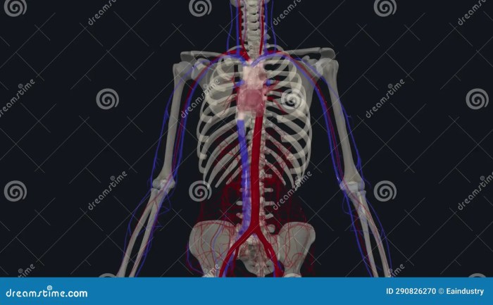 Veins arteries circulatory venous lymphatic physiology nervous circulation nursing science vein humano terminology artery kreislaufsystem medizin cardiovascular circulatorio coding systemic