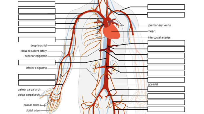 Major arteries of the body worksheet