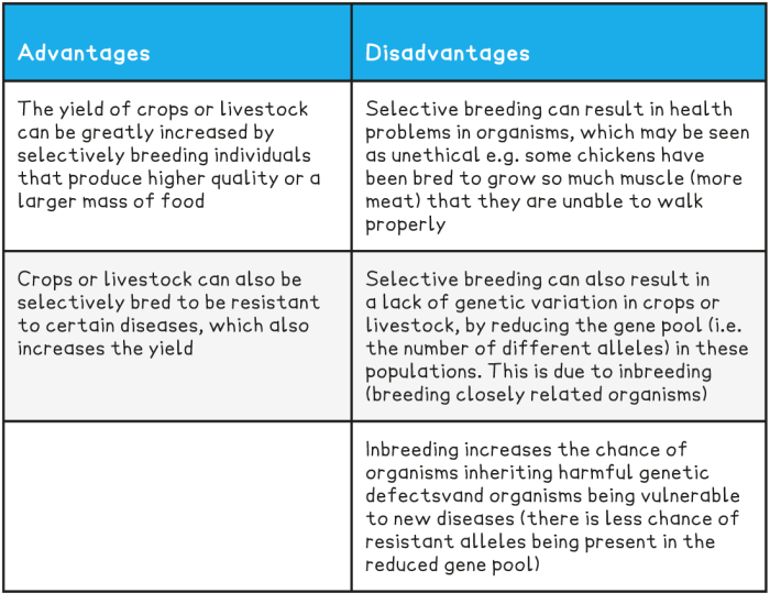 Advantages and disadvantages of selective breeding