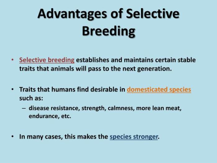 Breeding selective disadvantages ppt powerpoint presentation examples slideserve