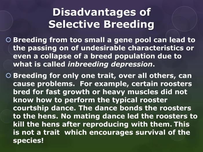 Advantages and disadvantages of selective breeding