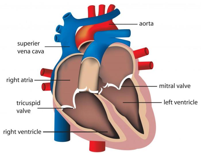 Roof of this chamber contains the bicuspid valve